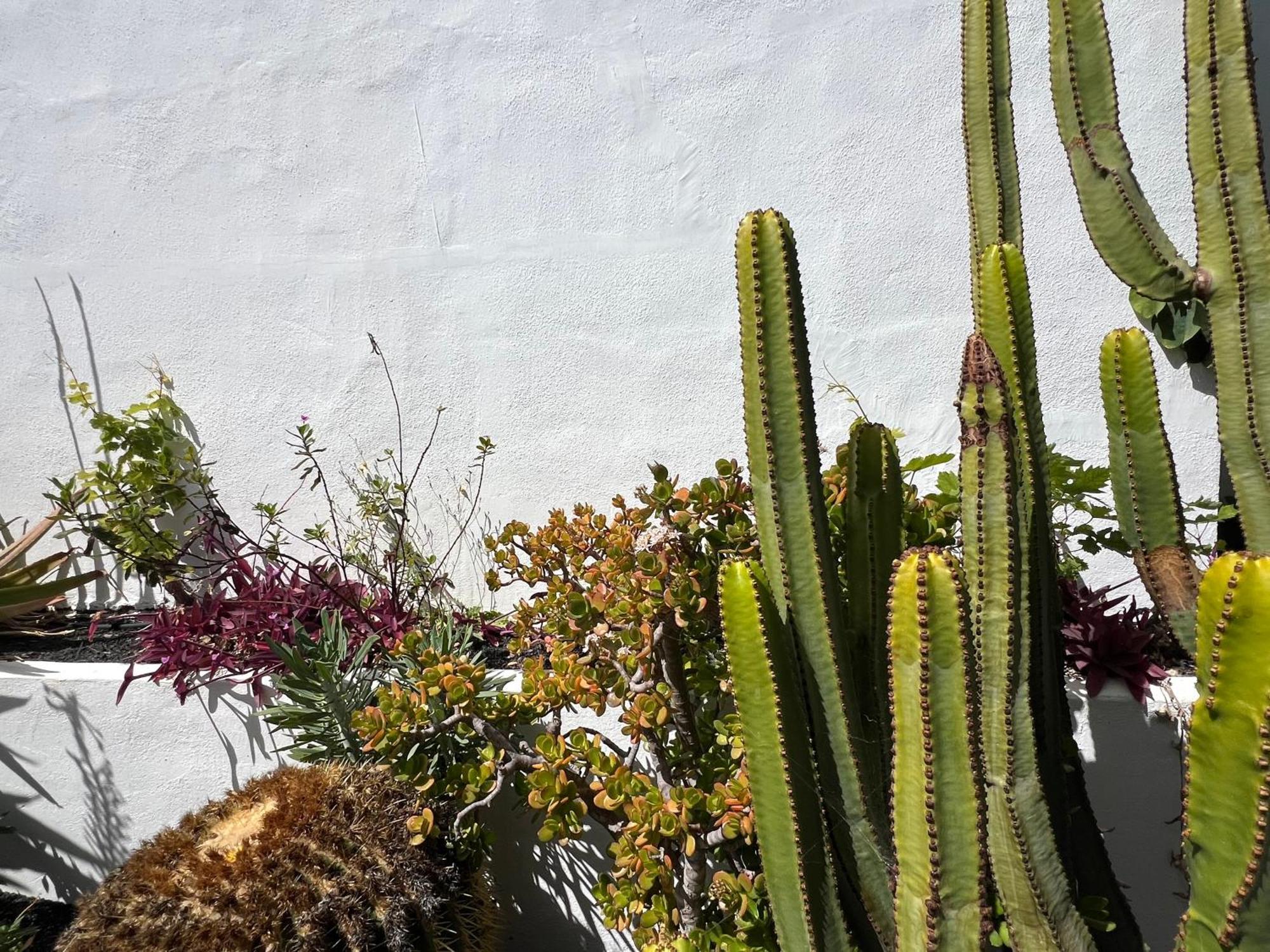 הוילה קוסטה טגוויסה Oasis En Lanzarote מראה חיצוני תמונה